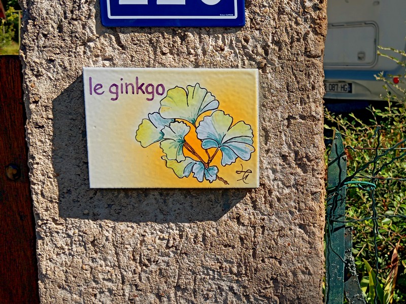 <p>Le Ginkgo</p>